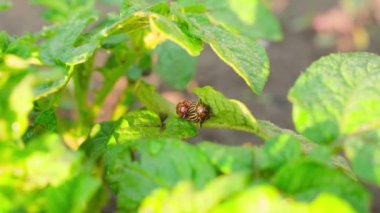 İki yetişkin Colorado patates böceği sabahın erken saatlerinde büyüyen patates çalılarının üzerinde otururlar. Zirai mahsul haşereleri. Yüksek kaliteli FullHD görüntüler