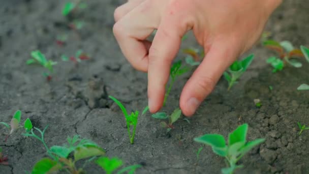Hand Clears Bed Growing Young Carrots Weeds Close Slow Motion — Vídeo de stock
