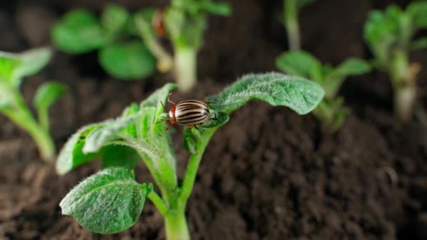 Colorado Striped Beetle Climbs Young Potato Bush Plantation High Quality — 비디오
