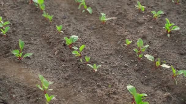 Plantage Met Groeiende Jonge Rode Bieten Achter Een Mesh Hek — Stockvideo