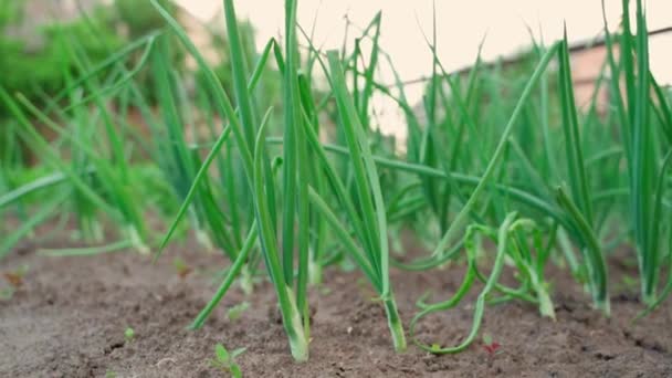 Growing Green Onions Close Vegetable Garden Smooth Camera Movement Home — Stock video