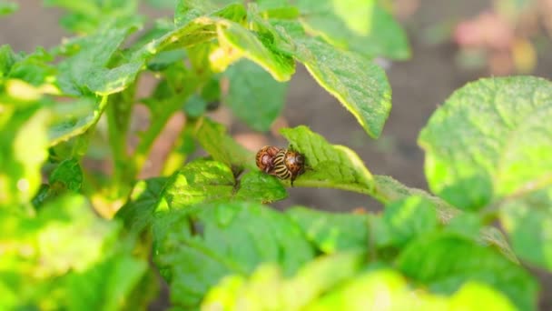 Two Adult Colorado Potato Beetles Sit Growing Potato Bush Early — Vídeos de Stock