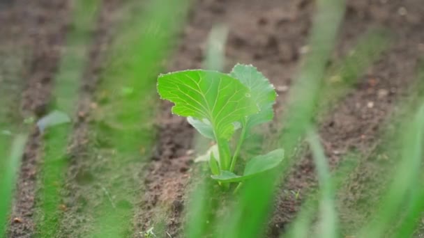 Beautiful Green Leaves Seedling White Cabbage Growing Garden Bed Sunset — Vídeo de Stock