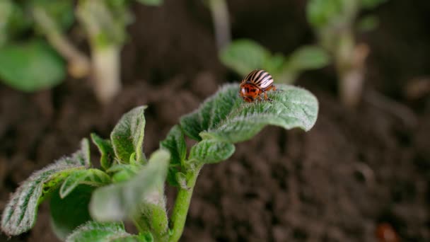 Colorado Potato Beetle Eating Potato Leaf Close Vegetable Garden High — ストック動画