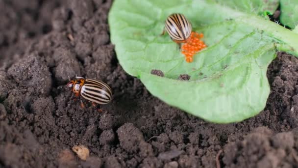 Vital Activity Colorado Potato Beetles Close Egg Laying Green Leaf — Stock videók