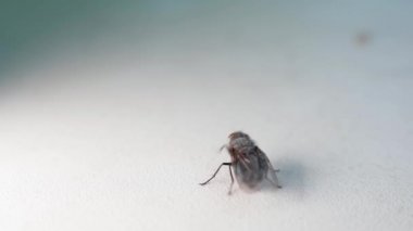 Yakın plan karasineği, beyaz bir arka planda çerçeveden sürünerek çıkar. Yüksek kaliteli FullHD görüntüler