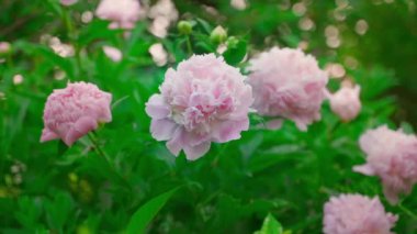 Beautiful gently pink blooming peonies close-up. Smooth camera movement, soft sunset lighting and blurry green background. High quality FullHD footage