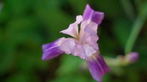 Yeşil Bulanık Arkaplandaki Güzel Mor Iris Çiçeğinin Üst Görüntüsü Yüksek — Stok video