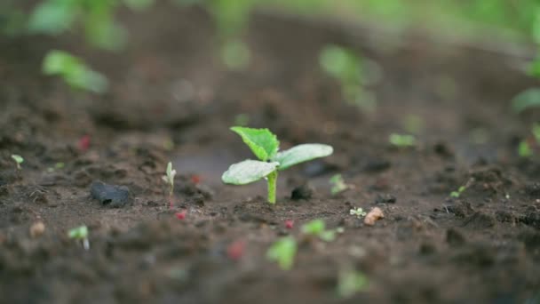 First Leaves Young Cucumber Soil Close Smooth Camera Parallax Sprout — Vídeo de Stock