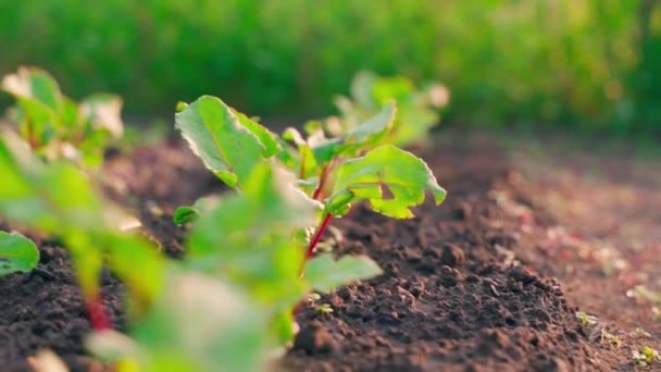 Morning Garden Bed Growing Red Beets Close Gentle Warm Rays — 图库视频影像