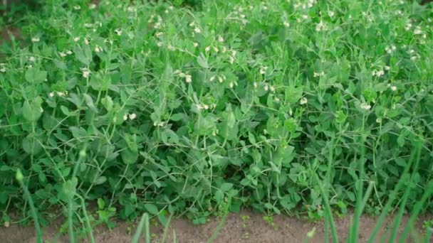 Pěstování Kvetoucím Zeleným Hráškem Hladký Pohyb Fotoaparátu Podél Domácí Zahradní — Stock video