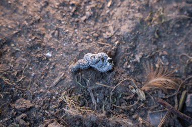 Taze tavuk kakası yakın plan. Bir avuç evcil tavuk.
