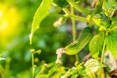 Bahçe yatağında büyüyen genç bir salatalık. Bulanık arkaplan