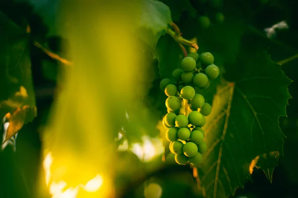 Bunch Unripe Green Grapes Early Morning Sunrise Close Sunshine Vineyard — Stock Photo, Image