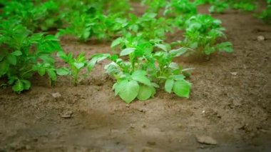 View of growing potatoes in the soil through a chain-link fence. Movement along the mesh fence near the garden bed. High quality FullHD footage