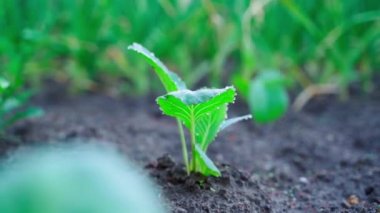 A young white cabbage seedling in water drops in the early morning. Smooth camera movement, blurred background. High quality FullHD footage
