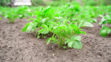 Potato grows in the soil close-up. Rapid camera movement along a bed with a growing crop. High quality FullHD footage