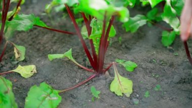 A hand clasps the foliage of a growing red beet close-up in slow motion. High quality FullHD footage