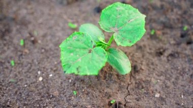Young leaves of a growing cucumber close-up after rain. High quality FullHD footage
