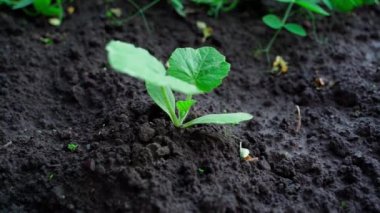 Juicy green leaves of a young growing squash in dark soil close-up. Zucchini in the home garden. Smooth parallax. High quality FullHD footage