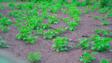 Clean neat plantation with growing young potatoes. Garden soil without weeds, well-groomed garden bed. High quality FullHD footage