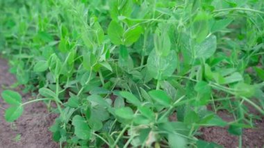 Green succulent growing pea plants close-up. Growing beans in a small home garden. High quality FullHD footage