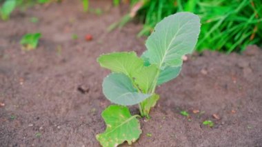 A young seedling of white cabbage in the soil in the early morning in soft warm light. Smooth camera movement. High quality FullHD footage