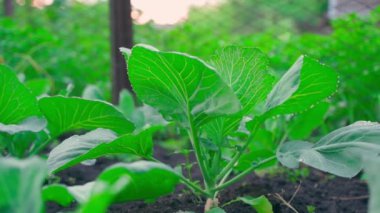 A green beautiful bush of a growing young white cabbage on a home garden plantation. Smooth camera movement, parallax with blurred background. High quality FullHD footage