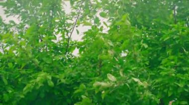 The branches of a tree with dense green foliage sway from a strong wind close-up. High quality 4k footage