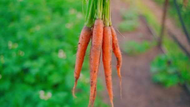 Harvest Domestic Carrots Carried Close Blurred Background Home Vegetable Garden — Stockvideo