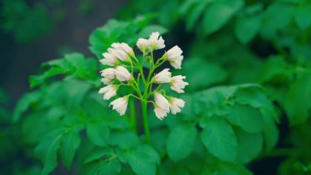 Inflorescence Flowering Potato White Flowers Close Top View Smooth Camera — стоковое видео