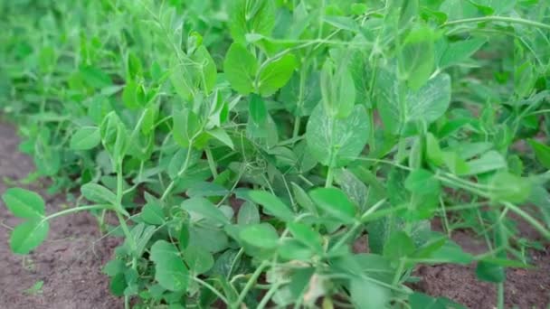 Зелені Соковиті Рослини Вирощують Горох Крупним Планом Вирощування Бобів Маленькому — стокове відео