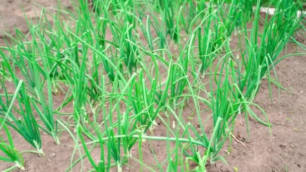 Movement Bed Growing Green Onions Soil Garden Bed High Quality — Stok video