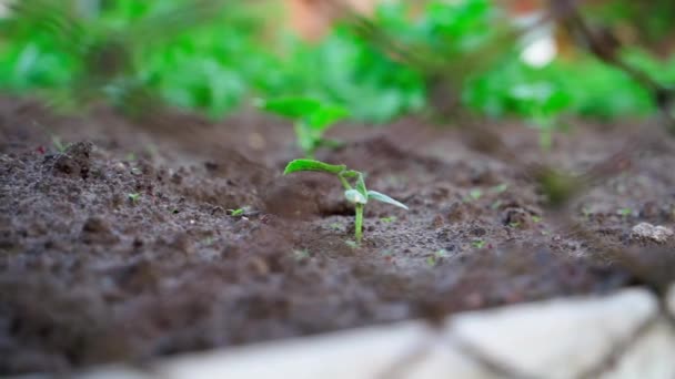 First Sprout Cucumber Soil Grows Garden Bed Smooth Parallax Blurred — Stockvideo
