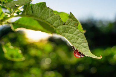 Red larvae of the Colorado potato beetle ate a potato plant. Colorado beetles close-up on a potato plantation in the early morning at sunrise, sun glare in the frame