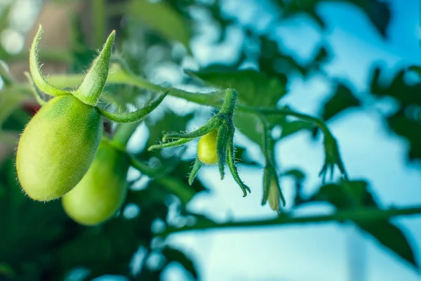 Young Green Buds Tomato Close Sky — стоковое фото