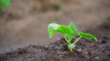 A sprouted sprout of a cucumber close-up grows in the soil on a garden bed on a blurred background. Right parallax movement. High quality FullHD footage