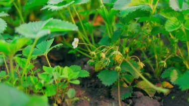 Strawberry plantation with unripe berries close-up in the early morning in the rays of the rising sun. Smooth parallax. High quality FullHD footage