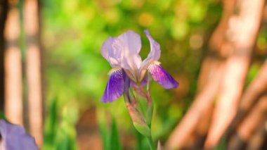 Purple iris flower in the rays of the rising sun, smooth parallax with a blurred background. High quality FullHD footage