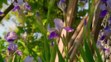 Flowerbed with blooming blue irises. Smooth camera movement. High quality FullHD footage