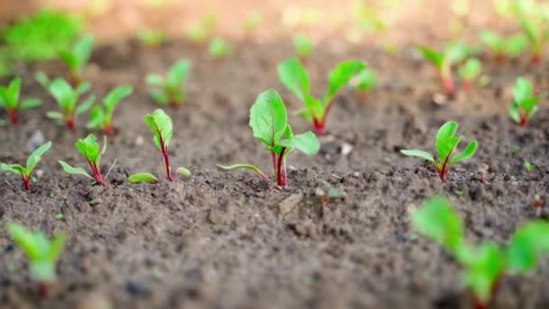 Plantation Red Beets Close Blurred Background Young Leaves Beetroot High — 图库视频影像