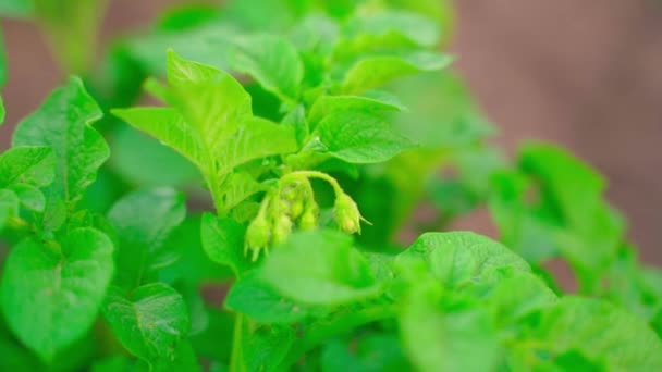 Young Potato Bush Preparing Bloom Blooming Potato Buds Early Morning — Vídeo de Stock