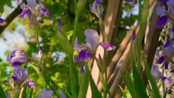 Flowerbed Blooming Blue Irises Smooth Camera Movement High Quality Fullhd — Αρχείο Βίντεο