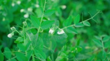 Smooth camera movement over blooming green peas close-up. High quality FullHD footage