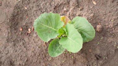 Young bush of growing white cabbage growing in the soil, top view. High quality FullHD footage