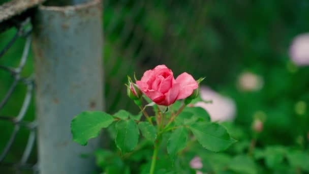 Beautiful Pink Rose Grows Ugly Mesh Fence Close Smooth Parallax — Vídeo de stock