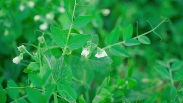 Smooth Camera Movement Blooming Green Peas Close High Quality Fullhd — Wideo stockowe