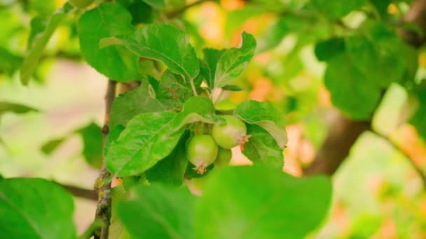 Smooth Slow Camera Parallax Green Unripe Apples Hanging Tree Close — стоковое видео