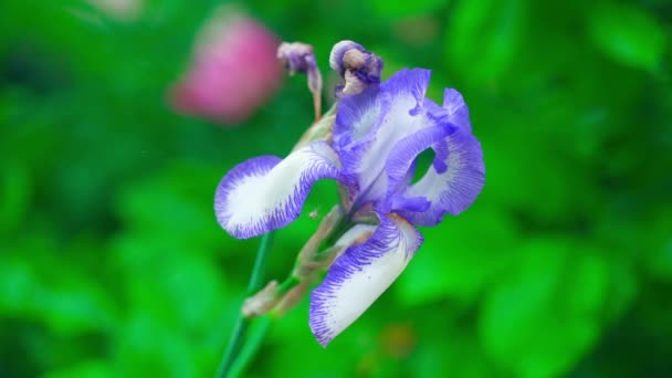 Iris Unusual Purple White Color Close Blurred Green Background Smooth — Αρχείο Βίντεο