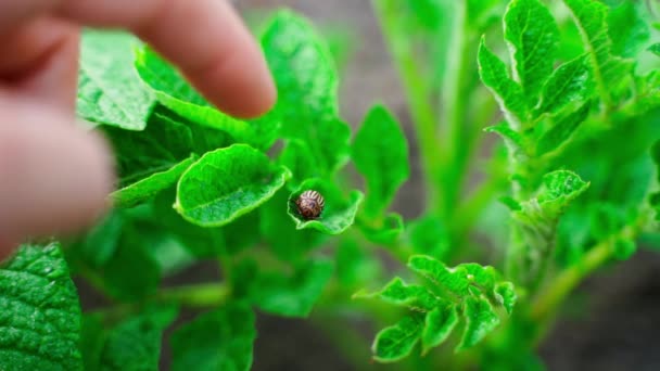 Mans Finger Disturbs Colorado Potato Beetle Potato Leaf Close Pest — стокове відео